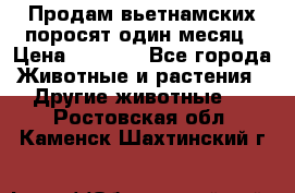 Продам вьетнамских поросят,один месяц › Цена ­ 3 000 - Все города Животные и растения » Другие животные   . Ростовская обл.,Каменск-Шахтинский г.